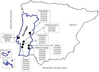 Genetic Relationships Among Portuguese Cultivated and Wild Vitis vinifera L. Germplasm